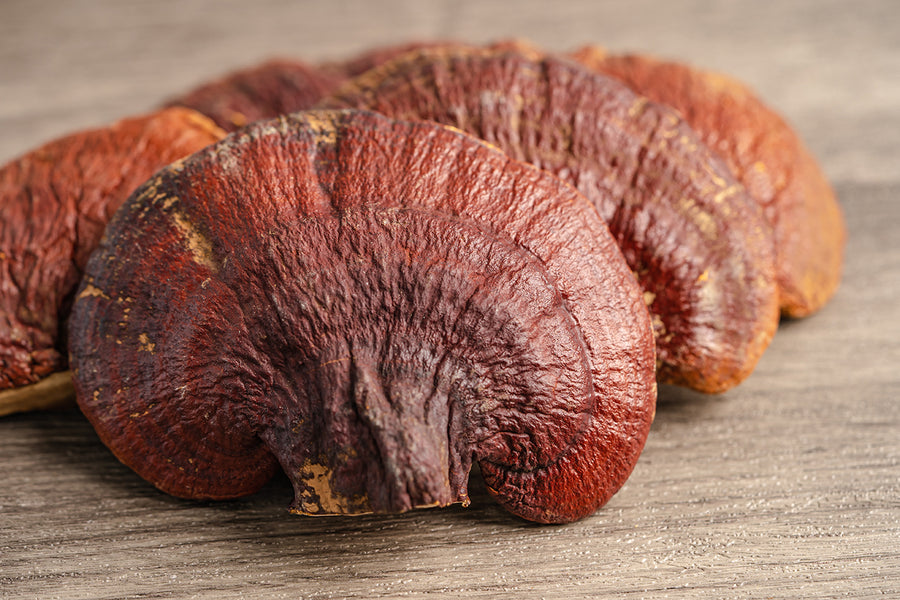 Unlocking the Wellness Potential of Reishi-Infused NUTLIRIC Mushroom Coffee: A Journey into Nature's Bounty